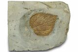 Fossil Mulberry Leaf (Morus) - Montana #305962-1